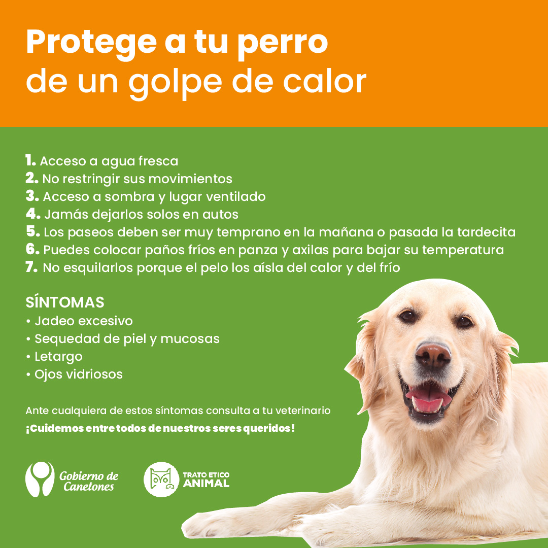 Texto descriptivo de la imagen