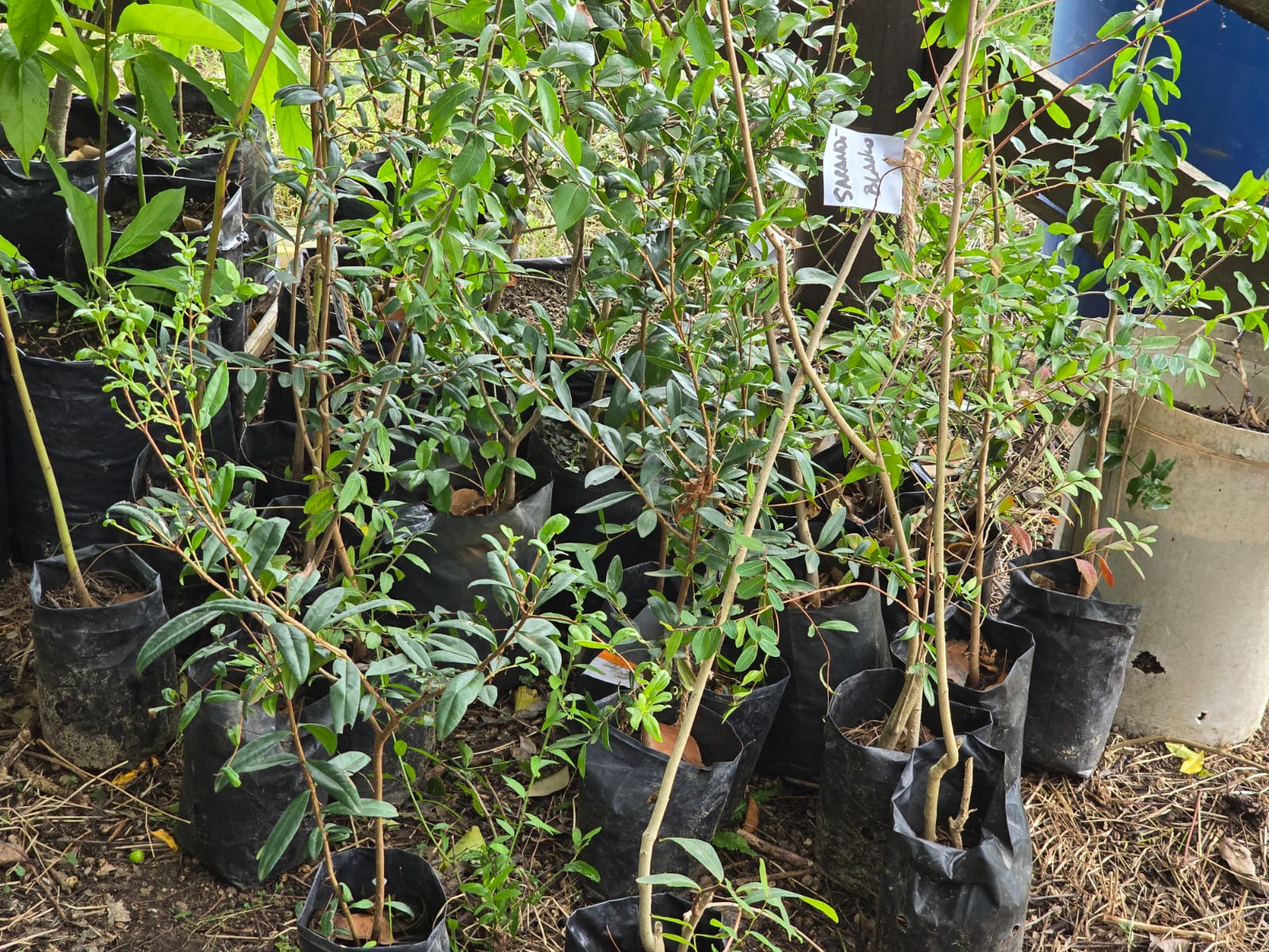 Intendencia de Canelones entrega árboles nativos a productores de la cuenca del río Santa Lucía