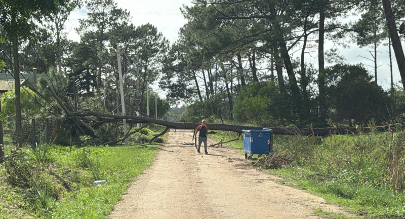 Texto descriptivo de la imagen