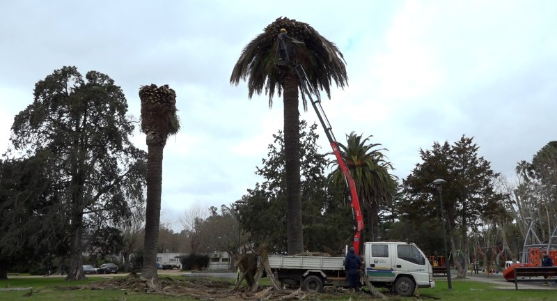 Corte, quemado y enterramiento de palmeras en ciudad de Canelones a causa de picudo rojo Corte, quemado y enterramiento de palmeras en ciudad de Canelones a causa de picudo rojo