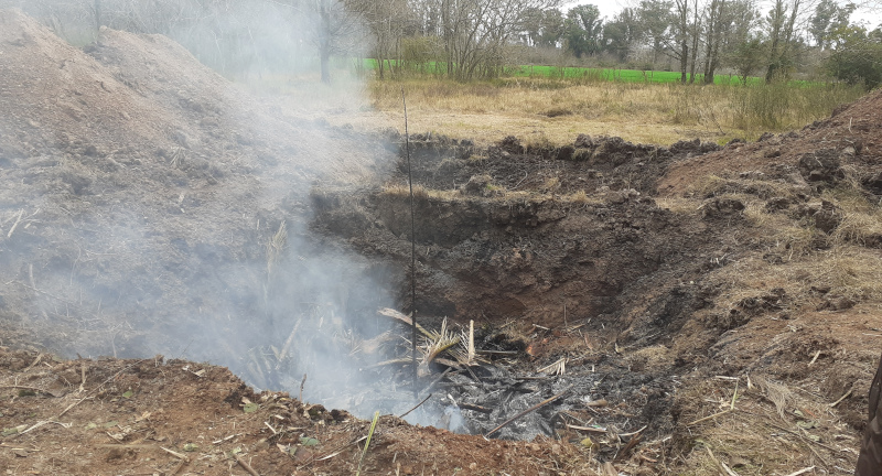 Corte, quemado y enterramiento de palmeras en ciudad de Canelones a causa de picudo rojo Corte, quemado y enterramiento de palmeras en ciudad de Canelones a causa de picudo rojo
