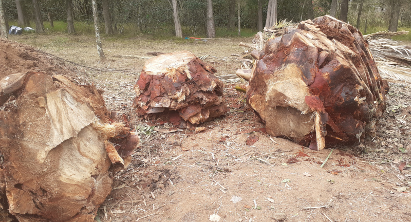 Corte, quemado y enterramiento de palmeras en ciudad de Canelones a causa de picudo rojo Corte, quemado y enterramiento de palmeras en ciudad de Canelones a causa de picudo rojo