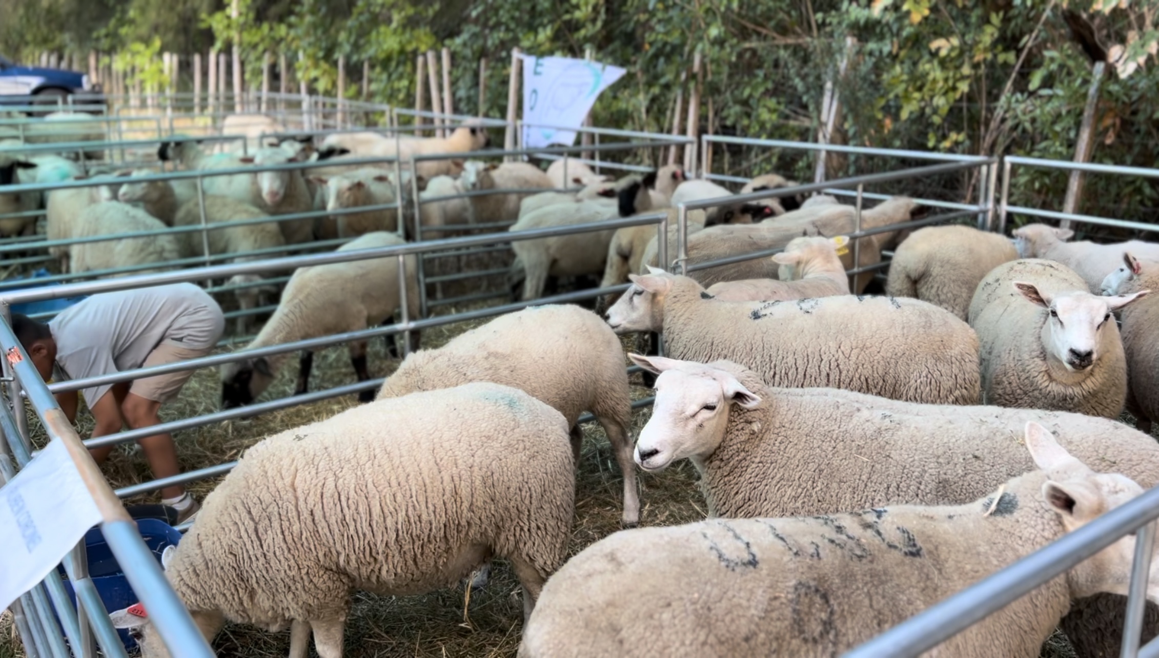 Quinta edición del Encuentro del Ovino y la Granja en Rincón del Colorado - Los Cerrillos Quinta edición del Encuentro del Ovino y la Granja en Rincón del Colorado - Los Cerrillos