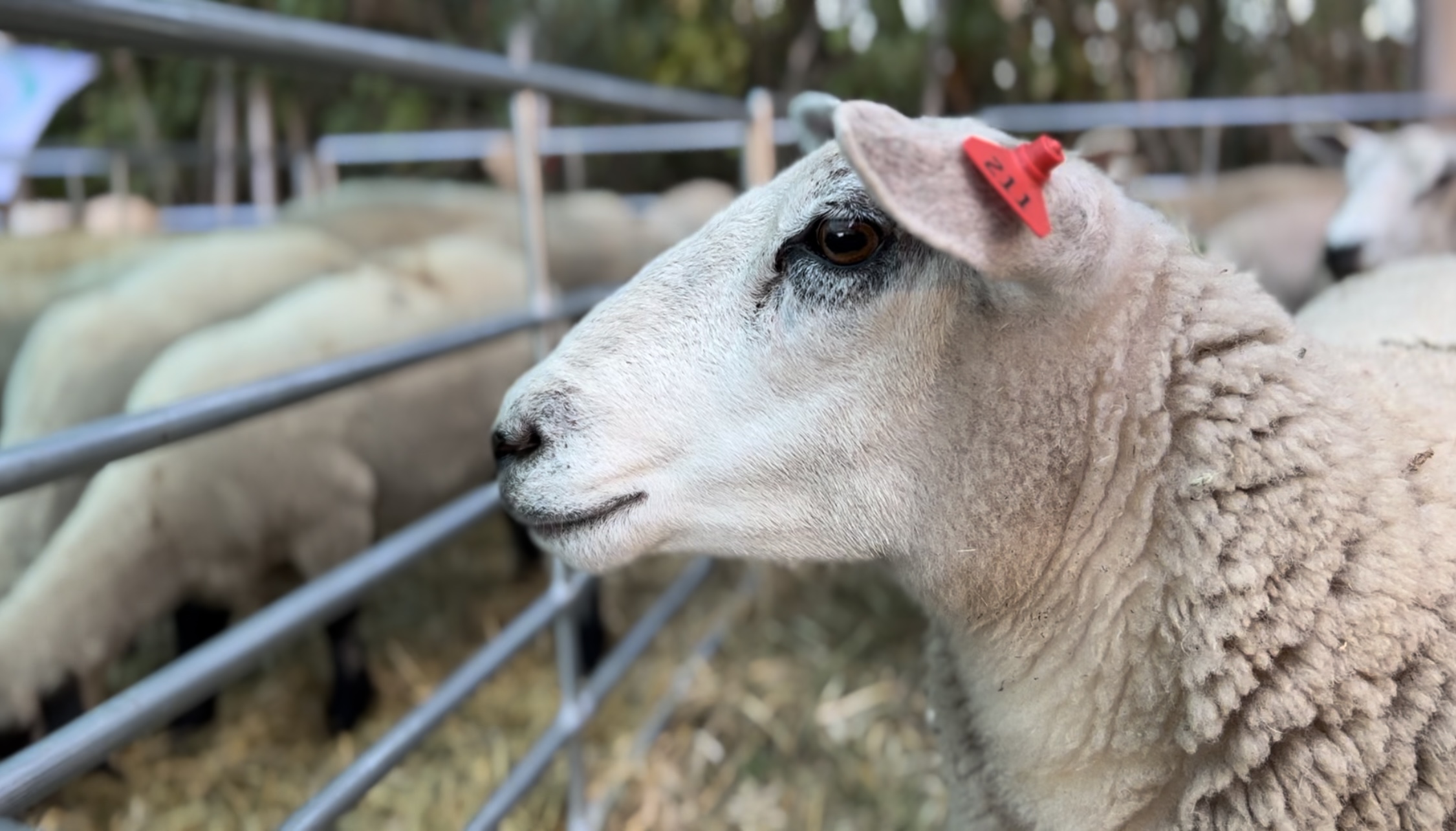 Quinta edición del Encuentro del Ovino y la Granja en Rincón del Colorado - Los Cerrillos Quinta edición del Encuentro del Ovino y la Granja en Rincón del Colorado - Los Cerrillos
