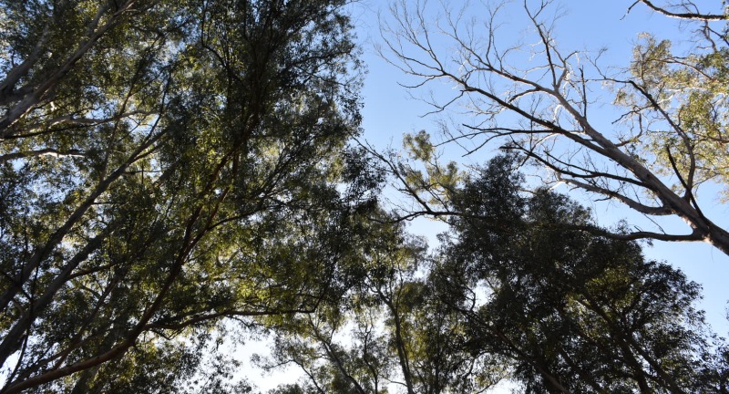 Pulmón metropolitano Parque Roosevelt Pulmón metropolitano Parque Roosevelt