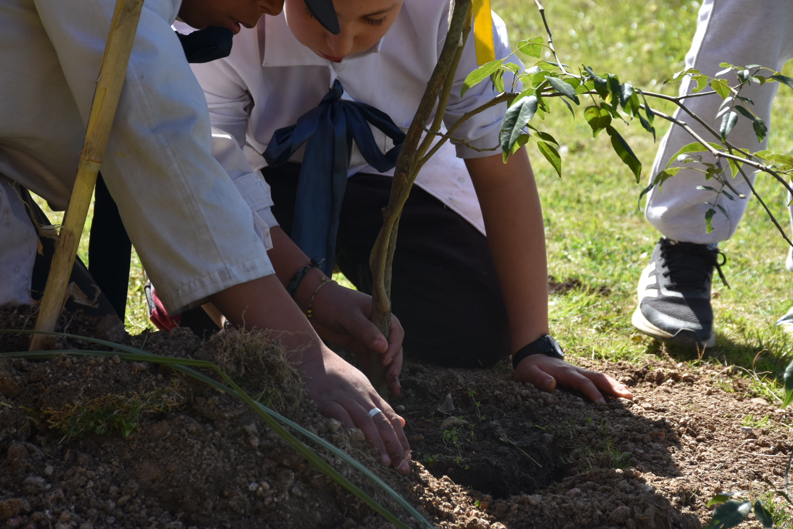Finaliza la última etapa del Plan de Forestación 2023 proyectado para Nicolich-Ciudad Gral. Líber Seregni Finaliza la última etapa del Plan de Forestación 2023 proyectado para Nicolich-Ciudad Gral. Líber Seregni