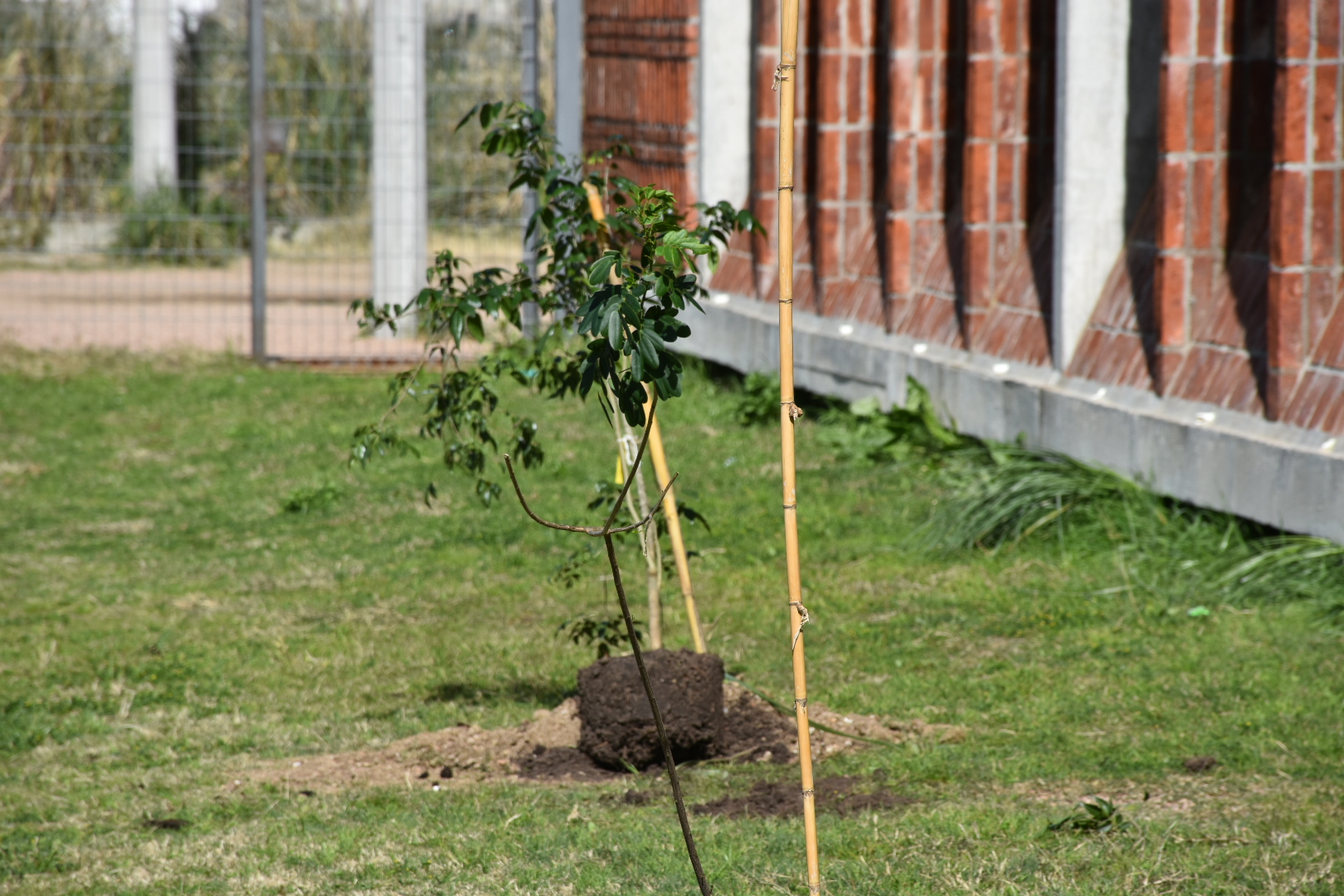 Finaliza la última etapa del Plan de Forestación 2023 proyectado para Nicolich-Ciudad Gral. Líber Seregni Finaliza la última etapa del Plan de Forestación 2023 proyectado para Nicolich-Ciudad Gral. Líber Seregni