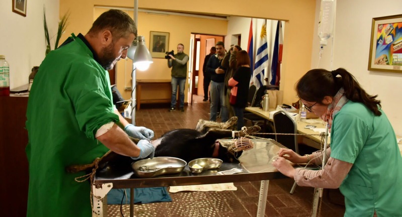 Jornada de castración en el Municipio de San Ramón Jornada de castración en el Municipio de San Ramón