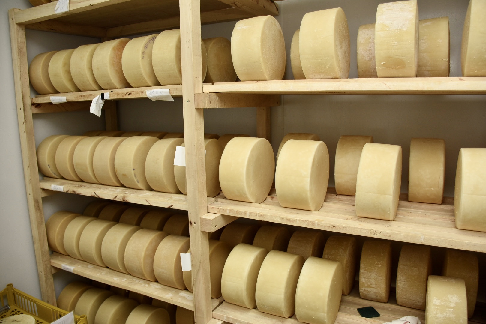 Autoridades de la Intendencia recorrieron empresas productivas que integran el programa Canelones te alimenta Autoridades de la Intendencia recorrieron empresas productivas que integran el programa Canelones te alimenta