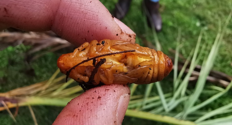 Insecto picudo rojo que mató a más de 160 palmeras del departamento