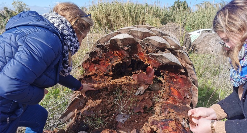 Palmera afectada en Canelones por insecto picudo rojo