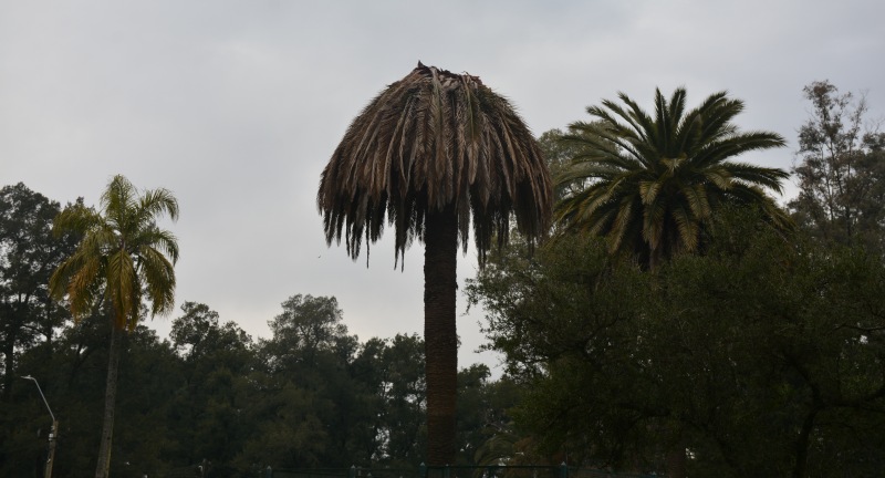 Palmera afectada en Canelones por insecto picudo rojo