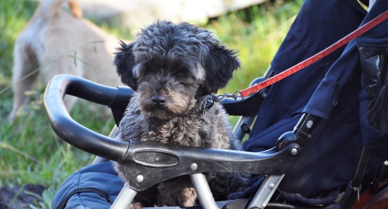 Comenzaron las jornadas de castraciones gratuitas de perros y perras en Progreso Comenzaron las jornadas de castraciones gratuitas de perros y perras en Progreso