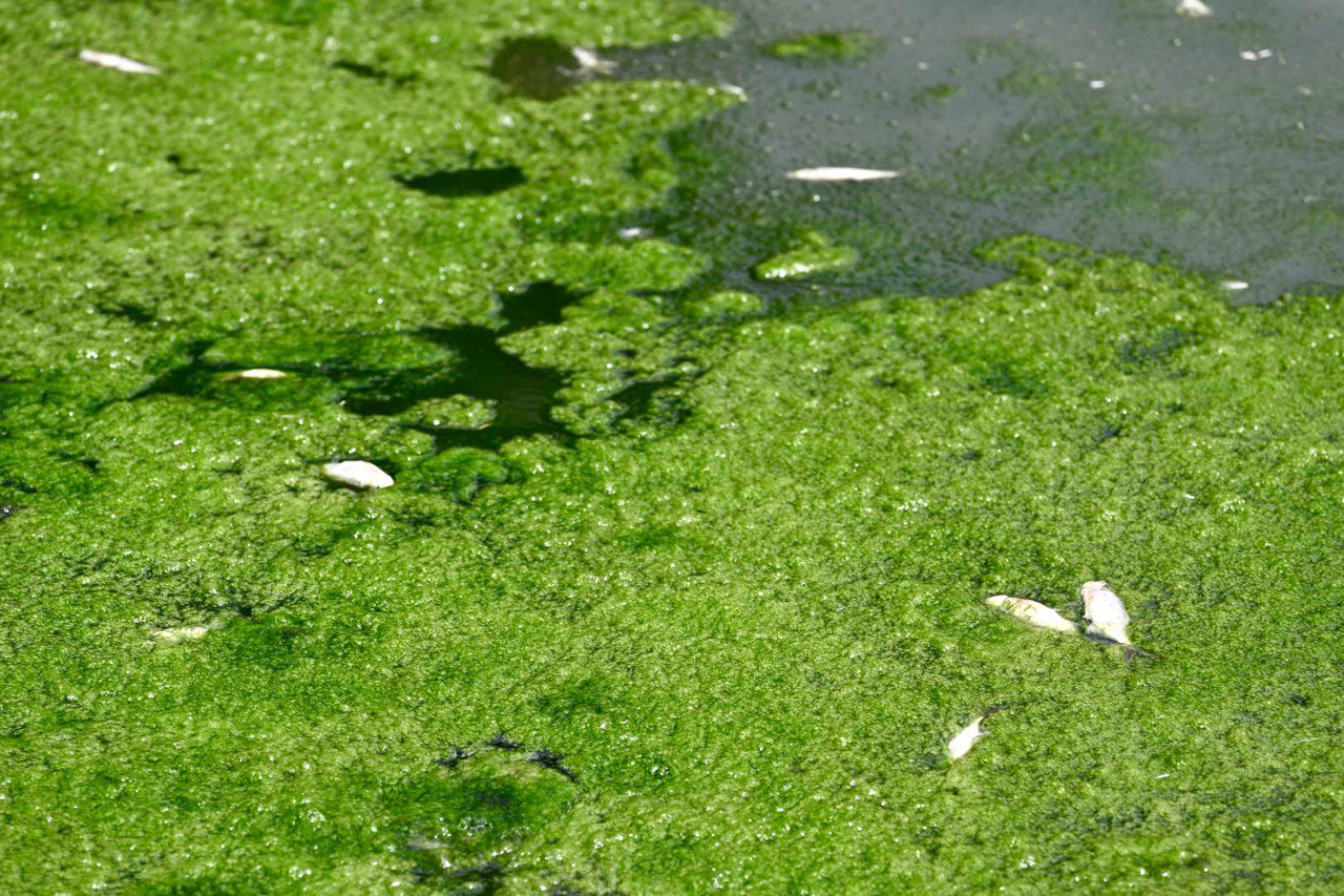 Costas de Pando Costas de Pando