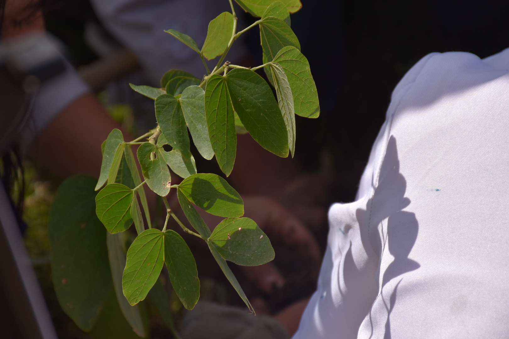 Plan forestal comprende la plantación de 15000 ejemplares para el quinquenio Plan forestal comprende la plantación de 15000 ejemplares para el quinquenio