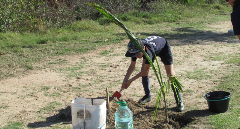 Proyecto Canelón: se plantaron 35 palmeras Pindó en el predio del Instituto de Educación Santa Elena en Lagomar