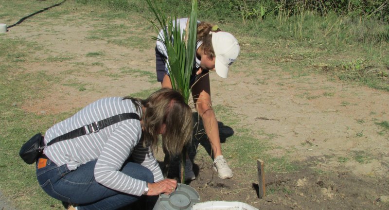 Proyecto Canelón: se plantaron 35 palmeras Pindó en el predio del Instituto de Educación Santa Elena en Lagomar