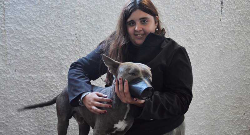 Comenzaron las jornadas de castraciones gratuitas de perros y perras en Progreso Comenzaron las jornadas de castraciones gratuitas de perros y perras en Progreso