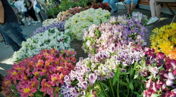 agregar descripción de la imagen