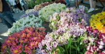 Flores en exposición en la Feria Floral